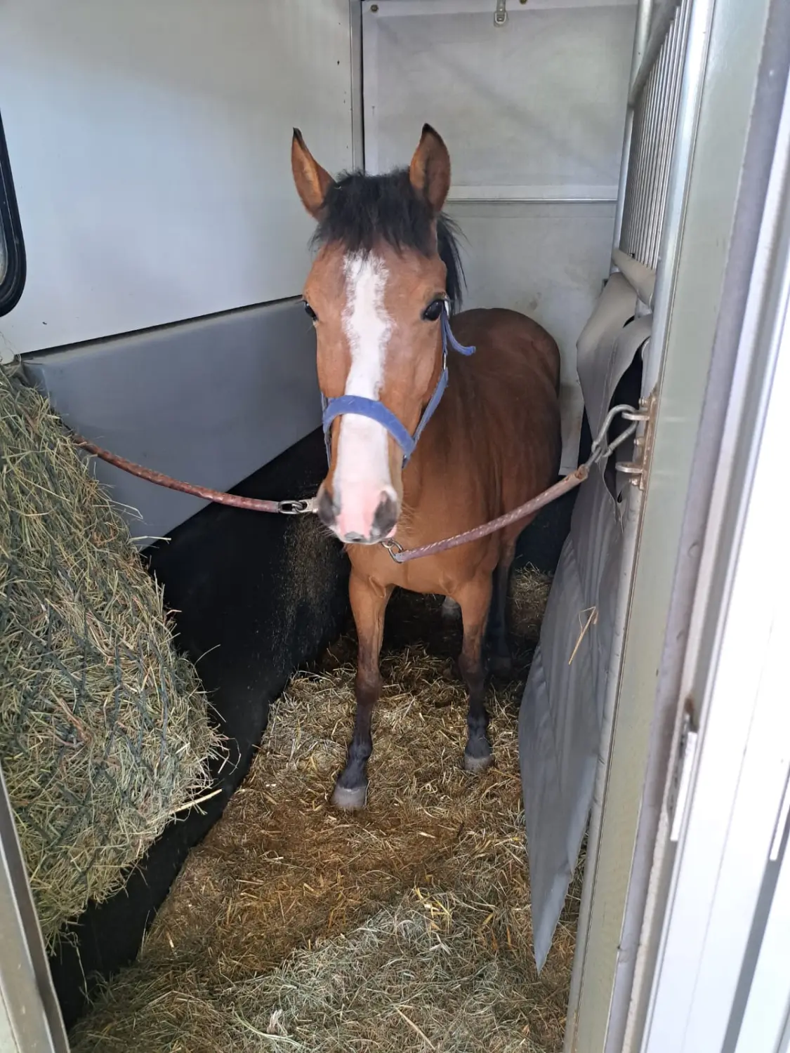 Pferd von Thomas&thomas Tiertransporte