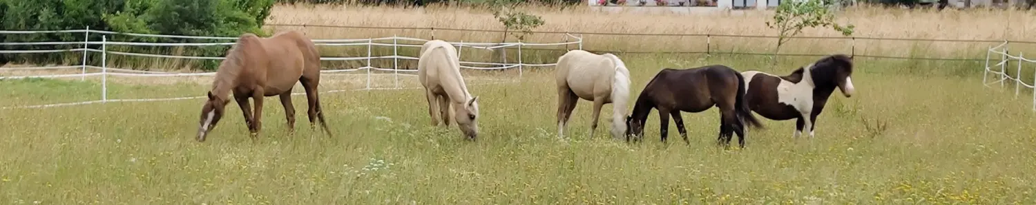 Pferd von Thomas&thomas Tiertransporte