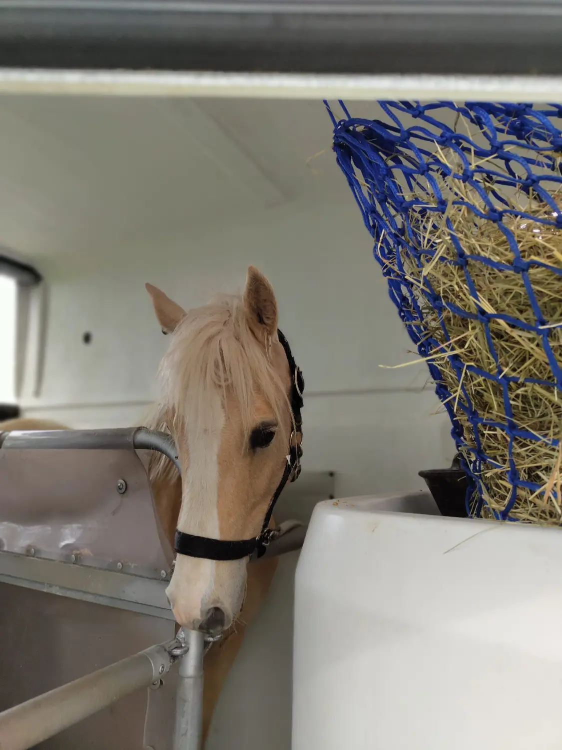Pferd von Thomas&thomas Tiertransporte