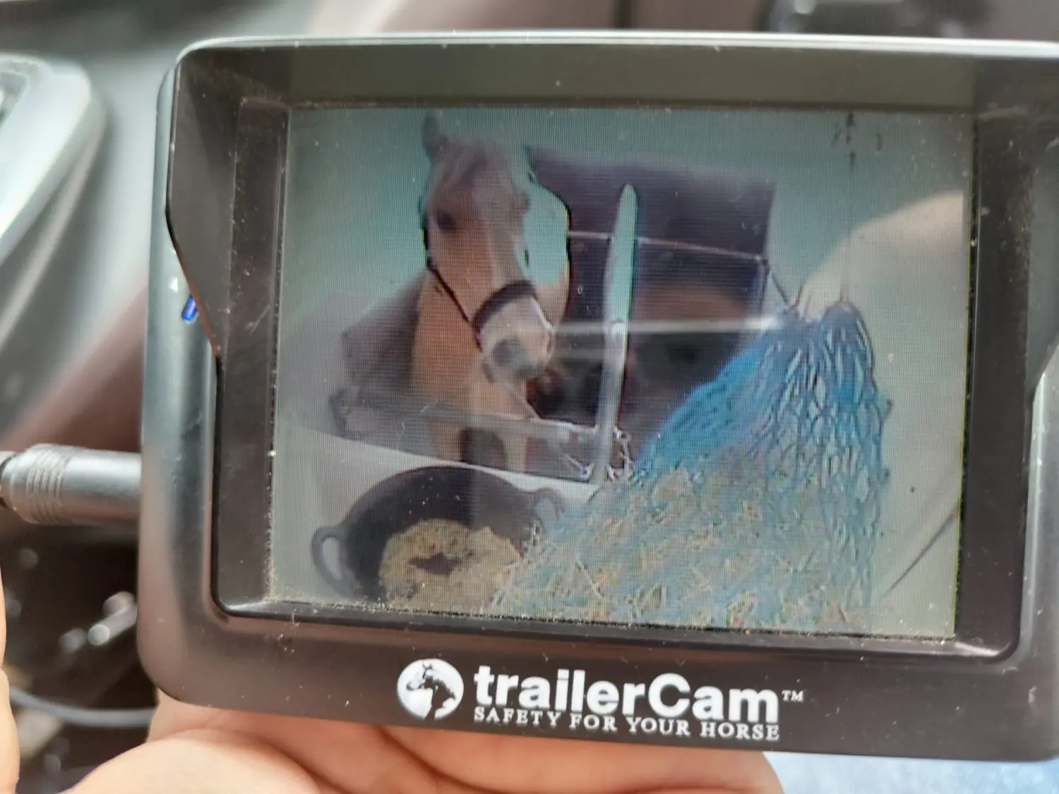 Pferd von Thomas&thomas Tiertransporte